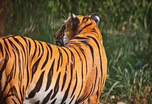 Тигр на охоте, фото со спины 
