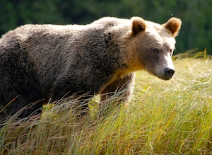 бурый медведь в поле 