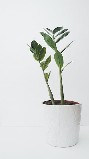 Одинокое растение в белом горшке на ярком фоне