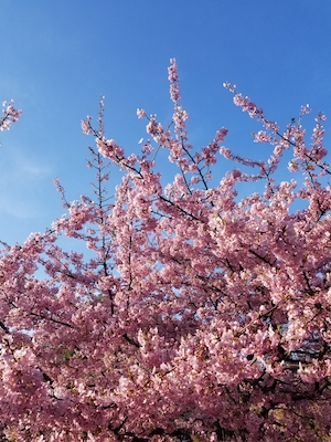 Цветущие ветки дерева сакура на фоне голубого неба, общий план 