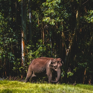 слон гуляет по лесу 
