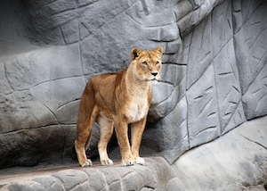 львица на скале