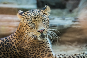 леопард смотрит в кадр, крупный план 