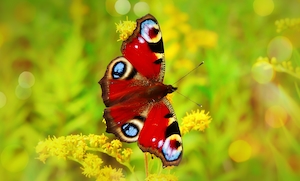 пестрая бабочка сидит на цветах мимозы 