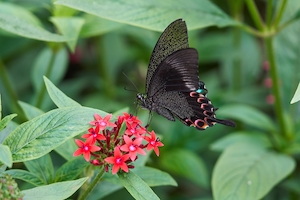 черная бабочка у алого цветка 