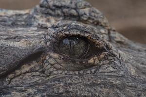 глаз крокодила, крупный план 