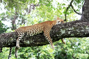  леопард лежит на дереве 