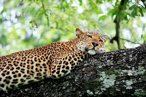 Дикая природа в национальном парке, леопард лежит на ветке 