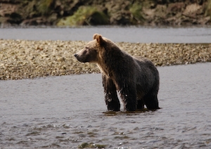 бурый медведь выходит из воды  