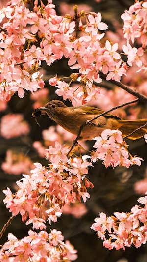 Маленькая коричневая птица сидит на ветке цветущего дерева 