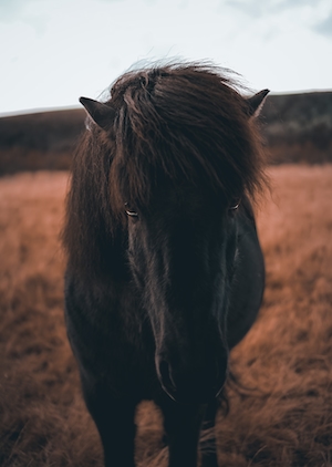 темная лошадь с черной гривой, крупный план, смотрит в кадр 