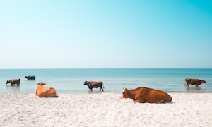 быки лежат на белом песке на фоне моря 