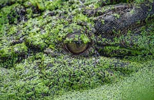 Голова этого крокодила в пруду просто похожа на бревно или камень, покрытый ряской, глаз крокодила, крупный план 