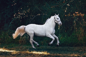 белая лошадь в движении 