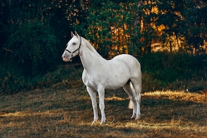 белая лошадь на фоне зеленого леса 