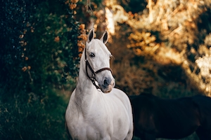 крупный план белой лошади