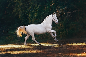 белая лошадь в движении 