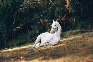 белый конь лежит на поляне 