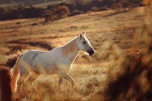 белая лошадь на поле 