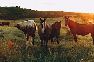 лошади на поле во время заката 