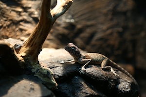 ящерица, рептилия в дикой природе, крупный план