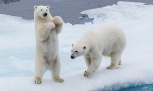 два белых медведя на льдине