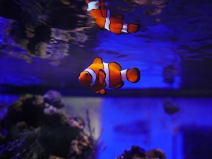оранжевая рыбка у поверхности воды в аквариуме 
