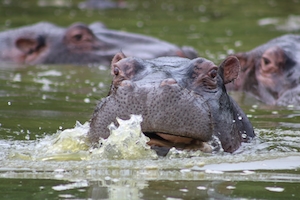 бегемоты в воде 