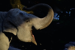 кричащий слон с поднятым хоботом, фото в профиль 