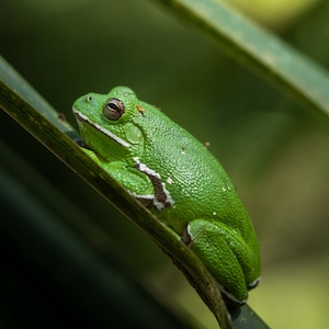 Зеленая лягушка сидит на листе 