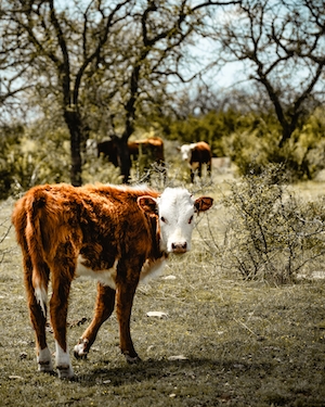 бело-коричневая корова смотрит в кадр 