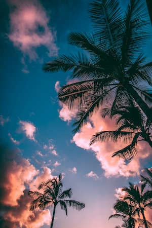 пальмы на пляже у моря на фоне закатного неба 