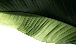 Текстура зеленого листа, тропический лист крупным планом 