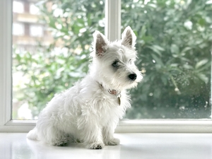 белая собака сидит у окна 