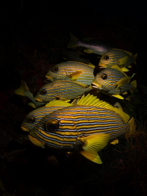 полосатые желтые рыбы в темноте 