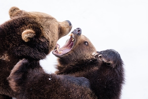 два медведя дерутся, крупный план 