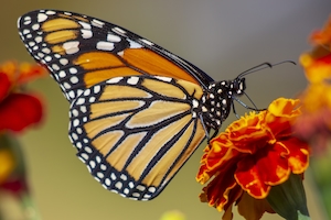 бабочка-монарх на оранжевом цветке 