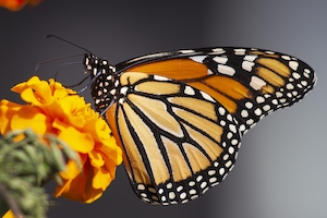 оранжевая бабочка-монарх сидит на цветке бархатца 