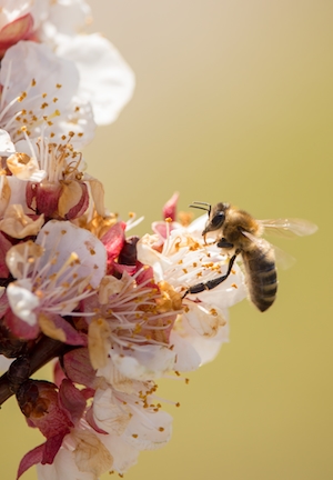 пчела на цветущем дереве, макросъемка 