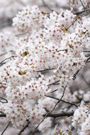 Цветение сакуры в парке. Цветущие ветки дерева сакура, крупный план 