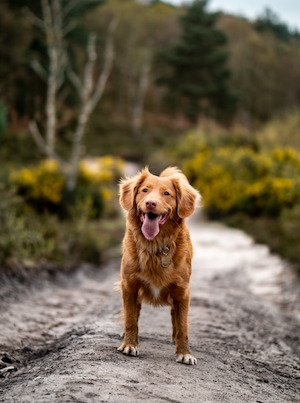 коричневая собака в парке, крупный план 
