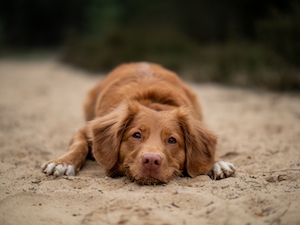 коричневая собака лежит на песке 