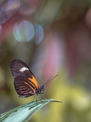 коричнево-оранжевая бабочка на краю листа 