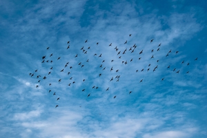черные птицы в голубом небе 