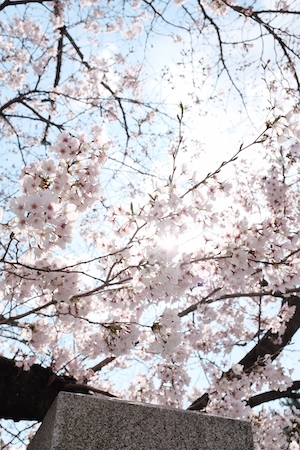 Цветущие ветки дерева сакура на фоне, общий план 