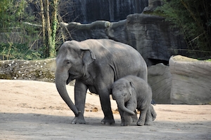 Мать и сын Сантош, слоненок