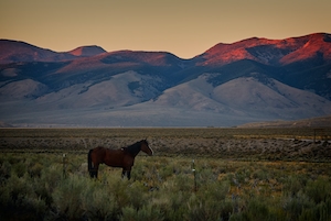 темно-коричневая лошадь на фоне гор во время заката 