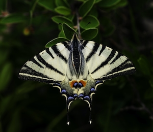 полосатая белая бабочка, крупный план 