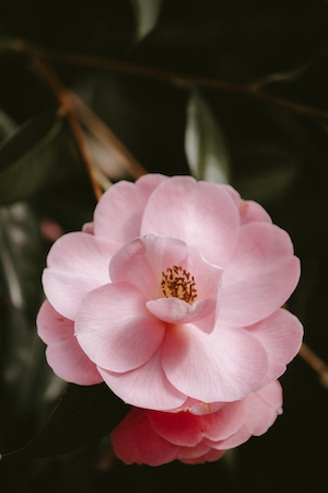 Бутон бледно-розовой розы, крупный план 