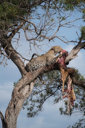 Леопард поедает газель на вершине дерева во время сафари в Кении, Африка.
